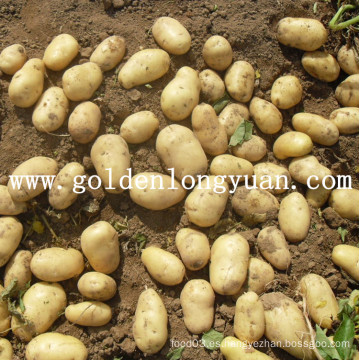 Fresh Holland Potato 2016 Nuevo Cultivo